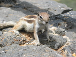 27920 Barbary Ground Squirrel close up.jpg